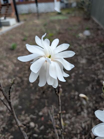 Another similar flower, but with a couple of petals in the middle still unfolding, almost like two people dancing