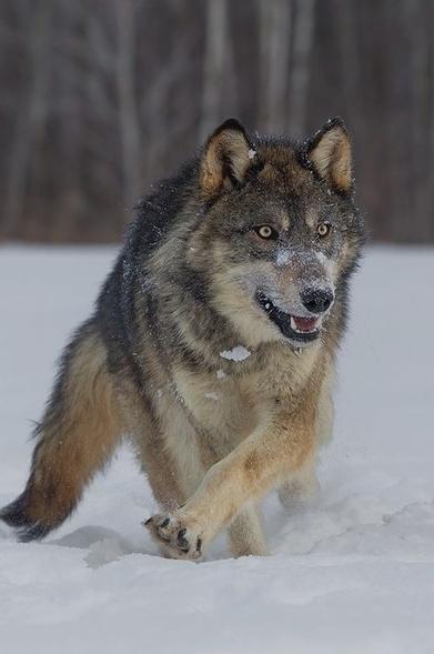 A picture of a wolf.