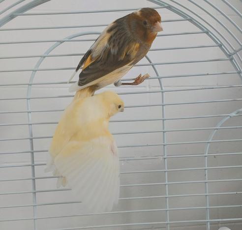 Papa en haut: 
Laisse-moi tranquille! 

Fluffy:
Oui mais je t'aime!