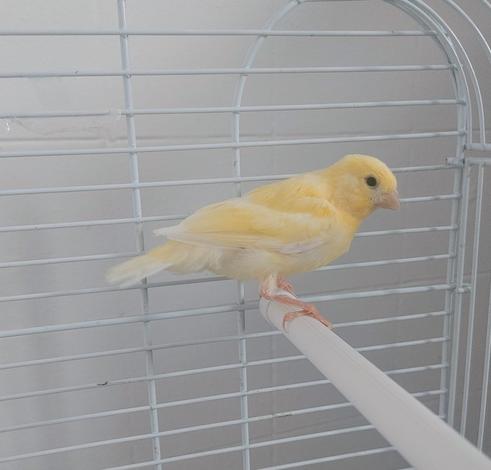 Fluffy, ado canari, 25 jours 🥰