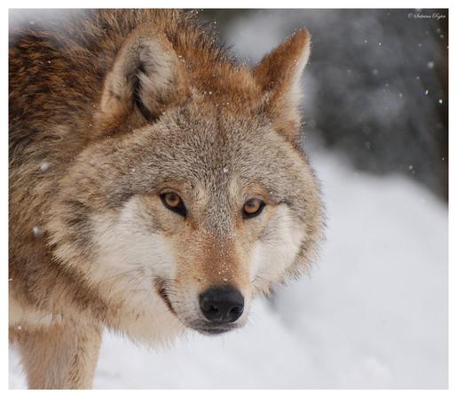 A picture of a wolf.