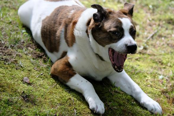 A white and brown dog yawning big while lying in the sun on the ground