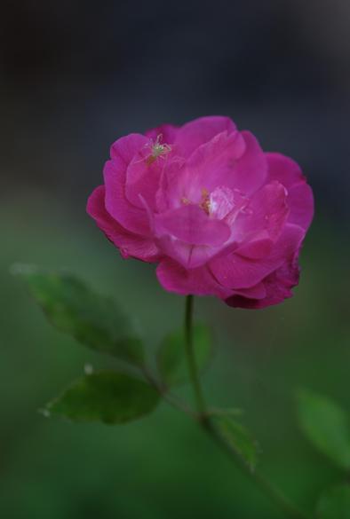 A tiny spider is at the top of a magenta rose