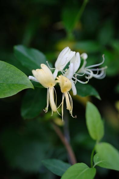 A closeup of honeysuckle flowers: white at the top and yellow at the bottom, surrounded by green leaves