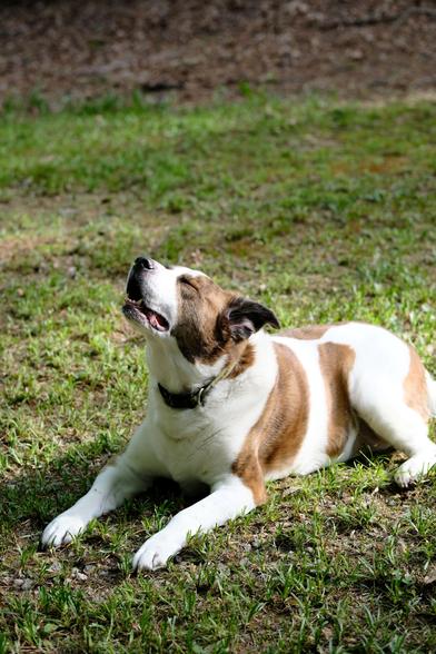 A white and brown dog basking in the evening sun lying on the ground in his yard, eyes closed and nose high up
