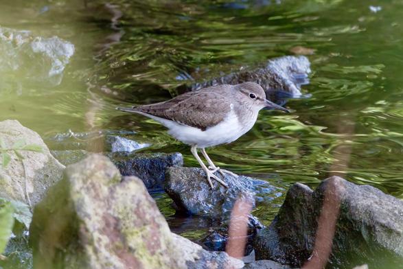 Common Sandpiper
