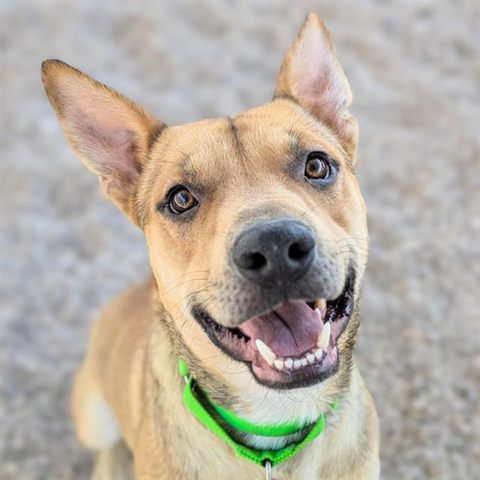 Beautiful dog.