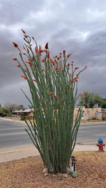 Ocotillo in bloom - orange flowers.

https://en.wikipedia.org/wiki/Fouquieria_splendens