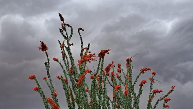 Closeup view of the orange ocotillo blooms.

https://en.wikipedia.org/wiki/Fouquieria_splendens