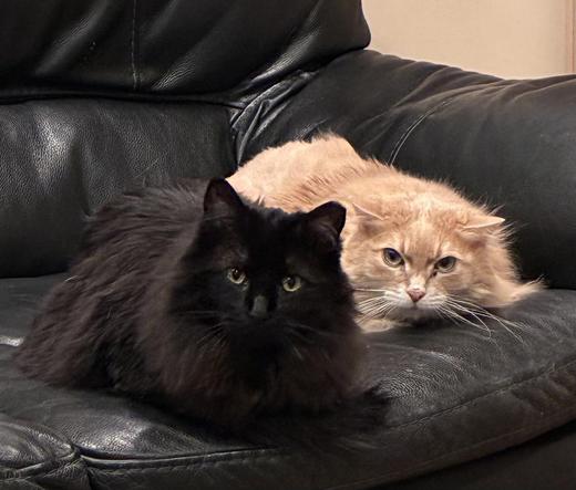 Two cats look somewhat suspiciously at me as I take their picture. They are on a black sofa. T-Lo, at the left, is a long haired black cat. Henry is a long haired orange cat. Both are very good looking.