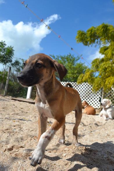 A close shot of a brown puppy with a white stripe down her chest/belly and white "socks" walking towards the left side of the photographer. She has q black muzzle and her pretty face is animated with curiosity. She is in a sand yard, a hurricane fence can be seen bordering it and there are other dogs lying partially under a tree in the background