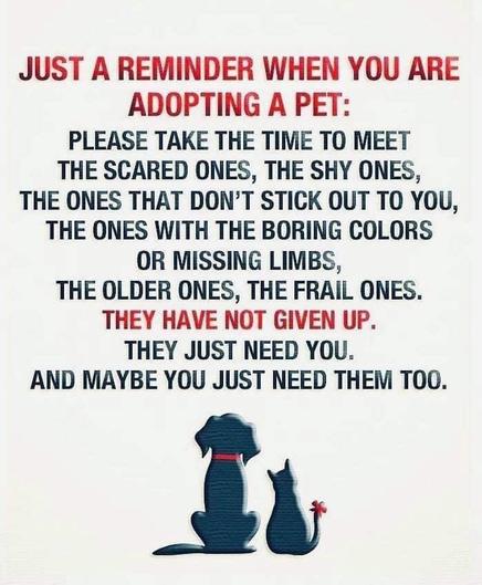 Text in red and black: JUST A REMINDER WHEN YOU ARE ADOPTING A PET: PLEASE TAKE THE TIME TO MEET THE SCARED ONES, THE SHY ONES, THE ONES THAT DON’T STICK OUT TO YOU, THE ONES WITH THE BORING COLORS OR MISSING LIMBS, THE OLDER ONES, THE FRAIL ONES. THEY HAVE NOT GIVEN UP. THEY JUST NEED YOU. AND MAYBE YOU JUST NEED THEM T0O. 

A dog and a cat drawn, next to each other, at the bottom.