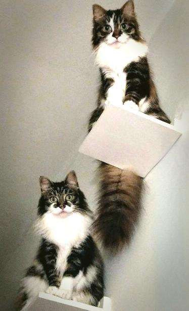 Zwei Halblanghaarkatzen sitzen auf weißen Trittbrettern, die an der Wand angebracht sind und sehen auf die Fotografin herab.Die linke Katze sitzt etwas tiefer. Es sind Tabby Katzen mit weißen Kragen und weißen Pfoten.
