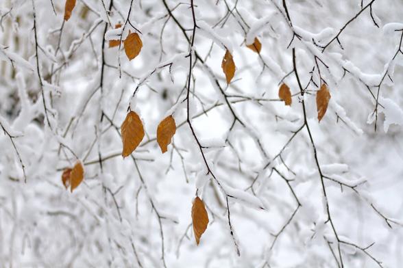 some leaves hang in a snowed in tree