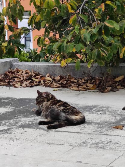 A imagem mostra um gato de pelagem longa e em tons de castanho, cinza e preto, a descansar no pavimento de mosaicos claros e encardidos de um pequeno terraço. O gato está deitado de lado, com a cabeça voltada para baixo, parecendo relaxado. Ao fundo, há uma árvore com folhas verdes e algumas amareladas. O pavimento está coberto por folhas secas junto a um pequeno murete. Em segundo plano, é possível ver uma parte de um edifício com uma fachada laranja e uma janela. A cena transmite uma sensação de tranquilidade e serenidade, num ambiente urbano.