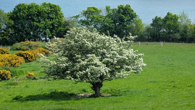A nice tree, no idea what type of tree it is, but it's in full bloom with white blossom covering the whole tree.