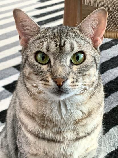 A close-up of a gray tabby cat with striking green eyes, sitting on a striped rug. The cat has distinctive markings on its fur and prominent ears.
