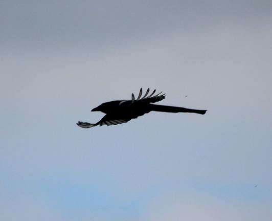 A photograph of a magpie in flight, moving right to left in profile, with wing feathers spread out to catch the air