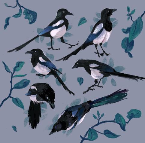 A painting of 6 black-billed magpies in various poses, with leaves decorating the empty space.