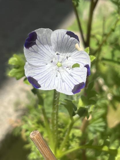 A delicate wildflower with five white petals overlapping like a propeller. Thin purple veins run lengthwise on each petal and a large dark purple spot decorated the outer edge of each petal. Blurred green foliage surrounds, and the tip of a bamboo skewer shows in the foreground, used to keep neighborhood cats from digging.
