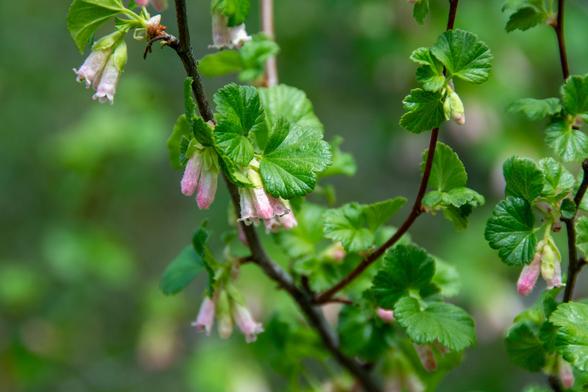 Small, pink, slender bell-shaped flowers dangle from the thin branches of a currant bush, freshly blossomed. Its small, roundish leaves are lightly scalloped and shiny