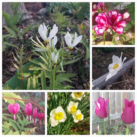 Collage of collection of 6 pink & white blooms - daffodils, tulips, anemone, bleeding hearts