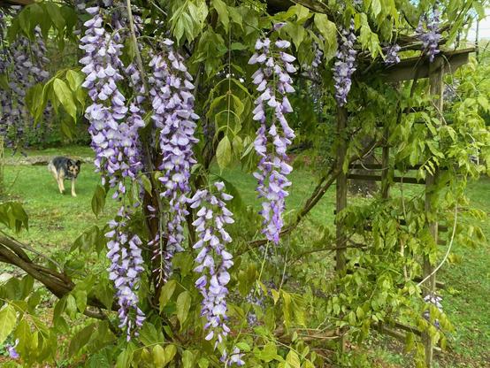 delicate purplish wisteria blowers hang in clusters from the vine supported by a trellis. Green grass can be seen beyond (as well as a lurking german shepherd dog)