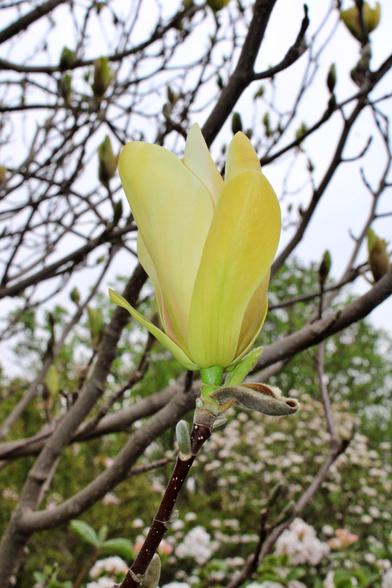 Side view of an opening magnolia bloom on a woody branch with blurred blooms on the same tree in the background against a gray overcast sky.
