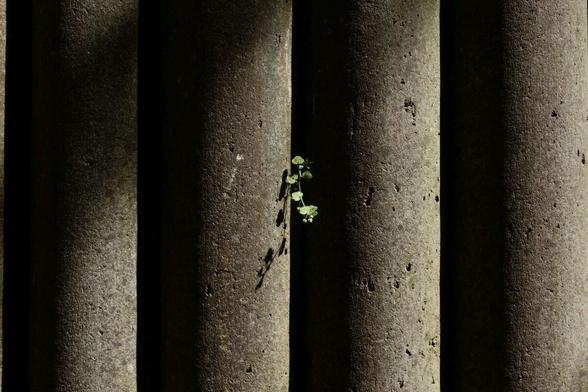 A small green plant growing between concrete columns
