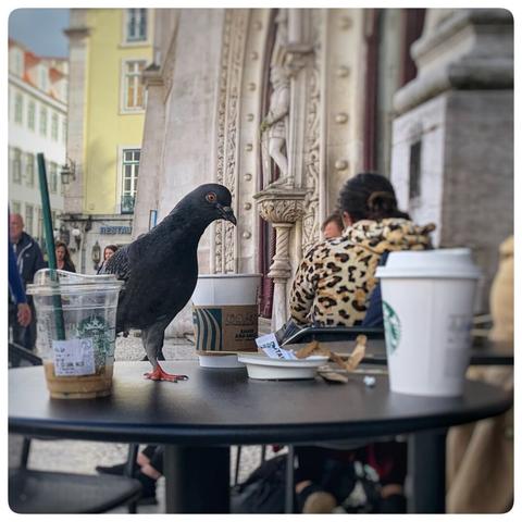 Eine Taube auf einem Tisch mit leeren Kaffeebechern
