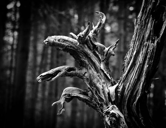 The twisted form of an old tree sticks up into the air in this black and white image.  Barkless and smooth from the elements the wood looks like arms with claws. Large trees can be seen out of focus in the background.