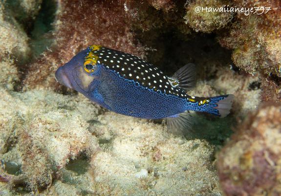 A hand-sized rugby-shaped blue fish, its top covered with brown spotted with white, and its blue sides finely spotted in black. Its squared forehead and eyes are masked in yellow.