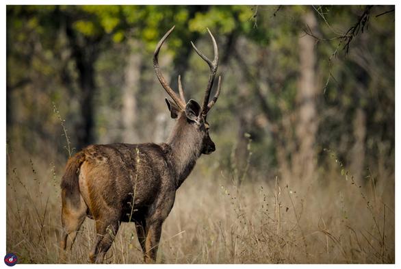 a male sambar looking away from the photographer, it is standing between dry grass, there is green leaves on tree in the back. 

the deer is large, and has brown fur on it, there is a large antler on its head.