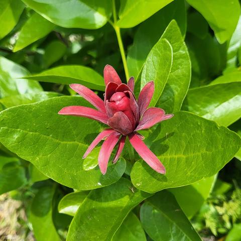 Close up of a red flower with a lot of long thin petals.  It is only part way open and is surrounded by large shiny leaves.