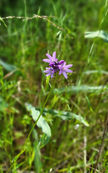 A cluster of small flowers on a long thin stalks. The flowers have six petals and a yellow center.