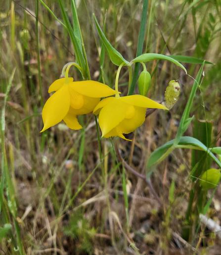 Two drooping flowers that have large yellow petals that hang over  a round bulb like structure in the center of the flower.