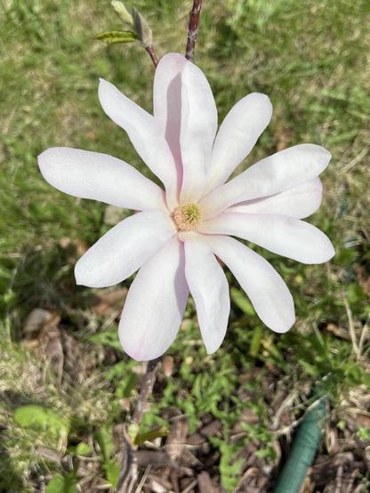 A magnolia flower seen from above. Its petals are white and the center is yellowish