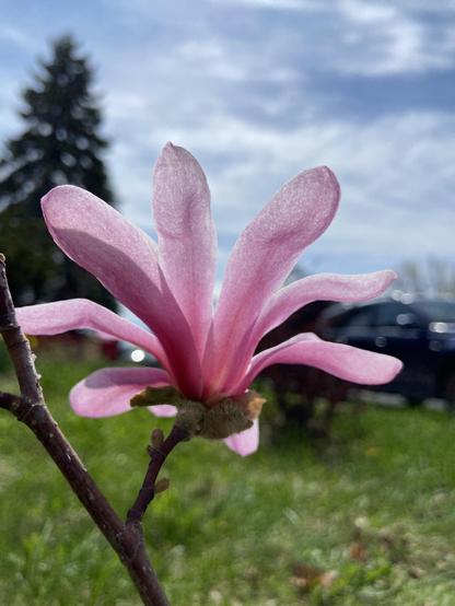 The same flower seen from below. The underside of the petals are pink, lovely against the blue sky and greenery on the ground
