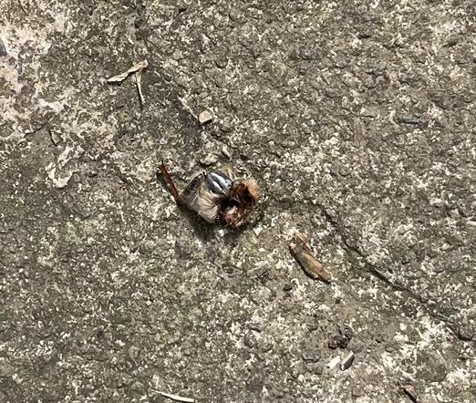 A path, something, and an ant