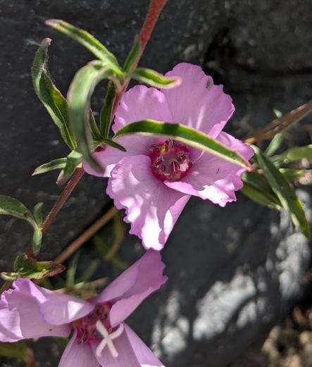 Clarkia rubicunda: a four-petaled pink flower with a brighter/darker pink center