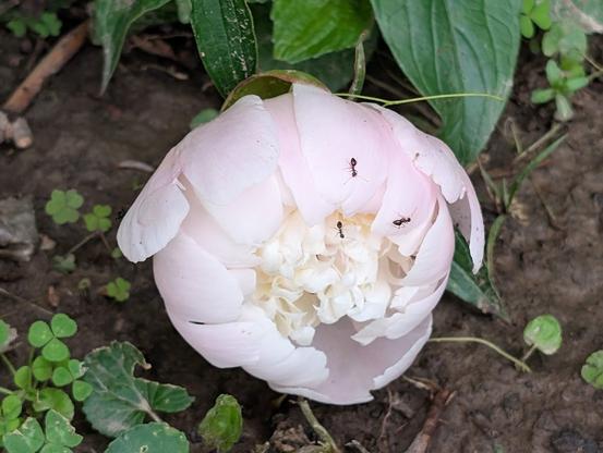 A medium sized Peony bud, partially open with some of its internals visible. The petals are pinkish around the edges but white in the center. Several very small ants are crawling on the petals.