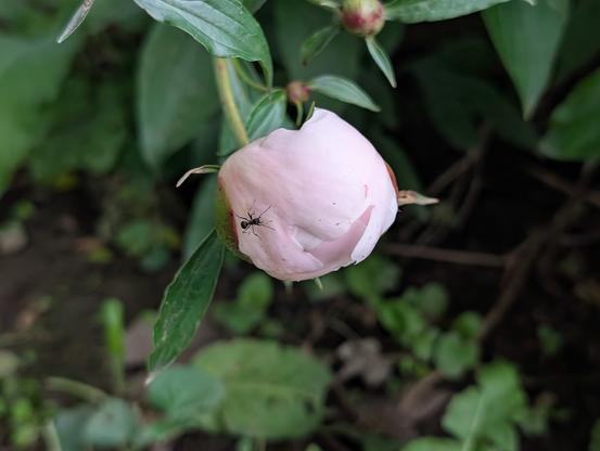 A small Peony bud, very minimally open with only the outer petals visible. The petals are pinkish around the edges but white in the center. One very small ant is crawling on the petals.