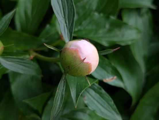 A small Peony bud, still closed but half green and half pinkish. One very small ant is crawling on top of the bud.