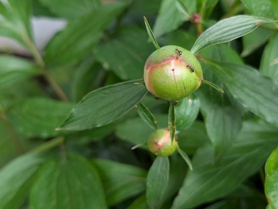 Two very small Peony buds, still closed and green with maybe a hint of pink at the seam. Several very small ants are crawling on the buds.