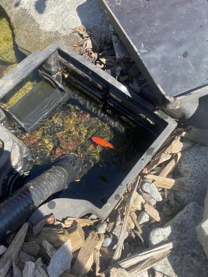 A small goldfish swims inside a small black box filled with water with a large pipe coming from it