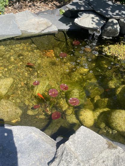 A picture of a small pond with clear water. A goldfish is amongst some Lilly pads.