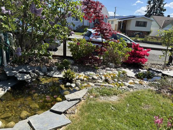 A small pond notices into a stream which goes down into another pond. There are bushes around with various flowers.