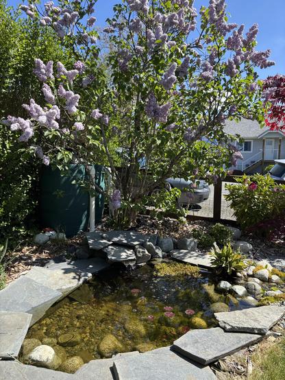 A large lilac tree stands over a small pond.