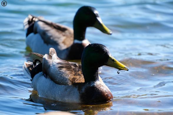 pair of ducks on pond water