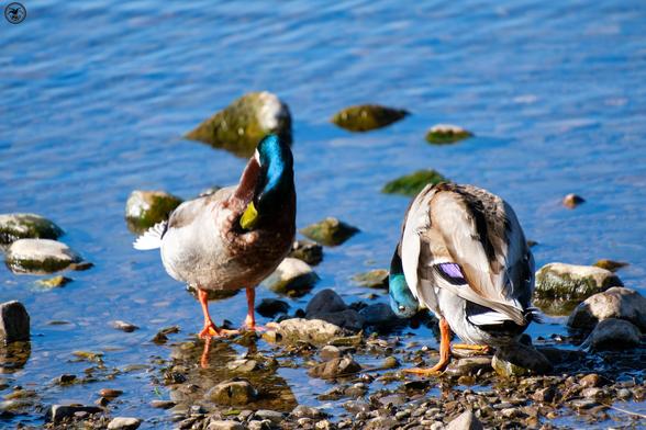 pair of ducks on pond shore
